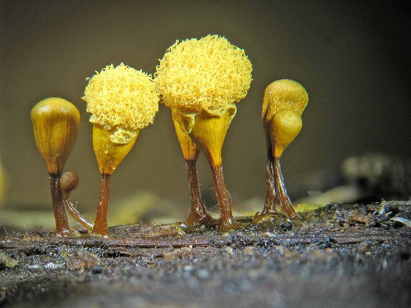 Trichia sp. e non solo...